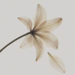 spring_2026_bibelotta_700x700_2_11