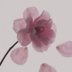 spring_2026_shining_peppa_700x700_2_1